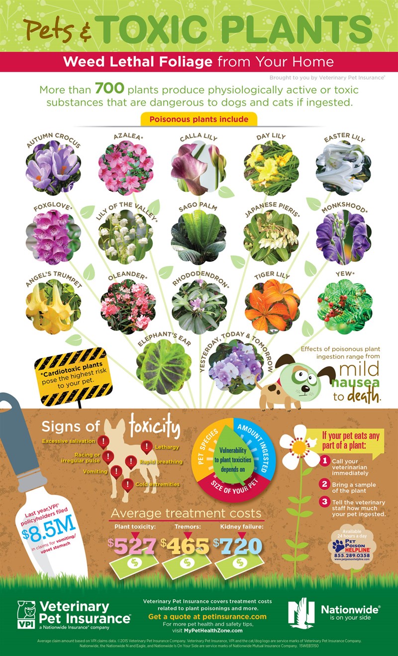 0422 Toxic -Plants -Infographic 2015